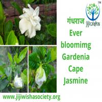 Gardenia flower from Jijiwisha's adopted park